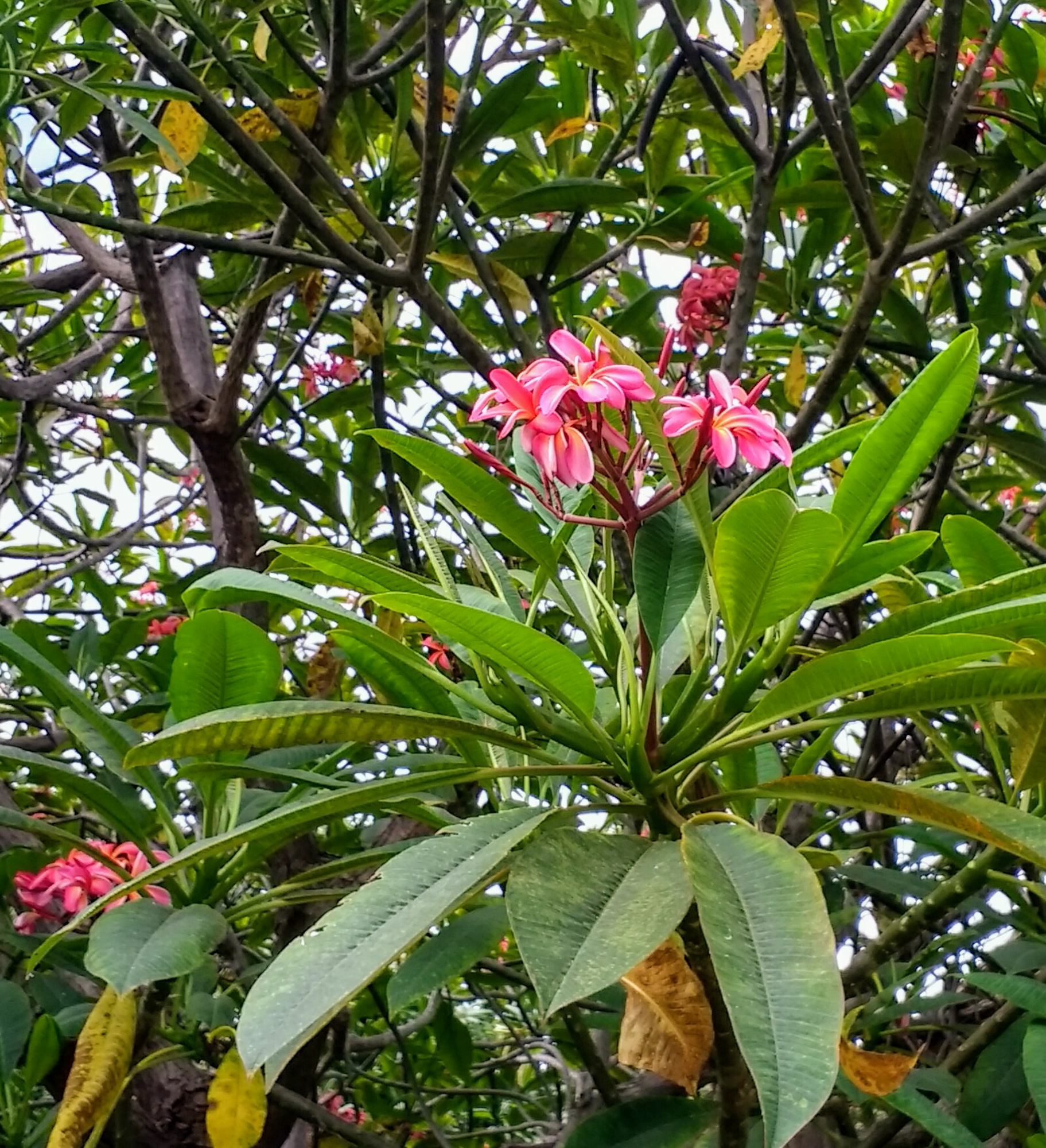 Plumeria